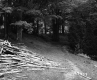 Simons Property, Forest View