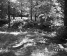 Simons Property, Forest View