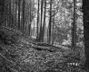 Simons Property, Forest View