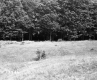 Simons Property, Field and Forest