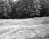 Simons Property, Field and Forest