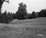 Simons Property, Field and Forest