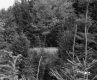 Simons Property, Forest View