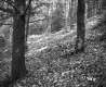 Simons Property, Forest View