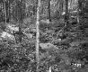 Simons Property, Forest View