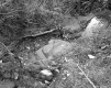 Cooke Property Spring