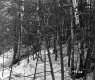 City of Barre Forestland Near Future Site of I-89