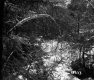 City of Barre Forestland Near Future Site of I-89