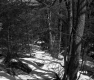 City of Barre Forestland Near Future Site of I-89