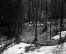 City of Barre Forestland Near Future Site of I-89