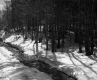 Getz Property Forestland Between Brookfield and Berlin