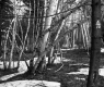 Getz Property Forestland Between Brookfield and Berlin
