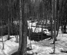 Getz Property Forestland Between Brookfield and Berlin