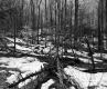 Getz Property Forestland Between Brookfield and Berlin