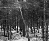 Getz Property Forestland Between Brookfield and Berlin