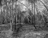 Blaine Property, Forestland