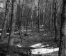 Blaine Property, Forestland