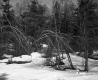 Blaine Property, Forestland