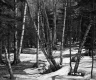 Blaine Property Forestland Between Brookfield and Berlin