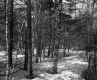 Blaine Property Forestland Between Brookfield and Berlin