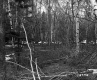 Blaine Property Forestland Between Brookfield and Berlin