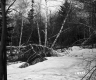 Blaine Property Forestland Between Brookfield and Berlin