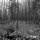 Weatherby Property Forestland in Fair Haven