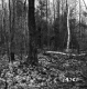 Weatherby Property Forestland in Fair Haven