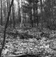 Weatherby Property Forestland in Fair Haven