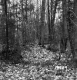 Weatherby Property Forestland in Fair Haven