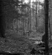 Weatherby Property Forestland in Fair Haven