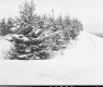 Conifers in Snow