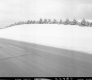 Conifers along Route 103