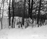 Bailey Property, Trees in Snow