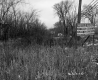 Greenberg Property, Tall Grass and Trees