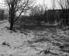 Greenberg Property, Shrubs and Trees