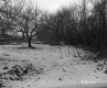 Boane Property, Orchard