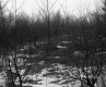 Boane Property, View through Trees