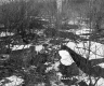 Boane Property, View through Trees