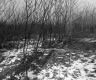 Boane Property, View through Trees