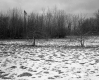 Boane Property, Field and Trees
