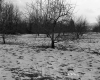 Boane Property, Orchard