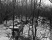 Boane Property, View through Trees