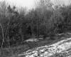 Boane Property, View through Trees