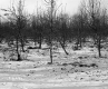 Boane Property, Orchard
