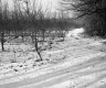 Boane Property, Orchard