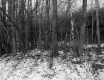 Boane Property, View through Trees