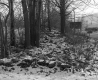 Boane Property, Patch of Trees
