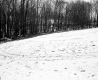 Hewitt Property, Field and Trees