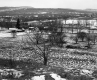 Hewitt Property, View toward Orchard